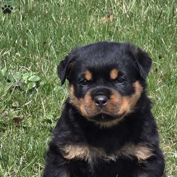 Miss Bonny, Rottweiler Puppy